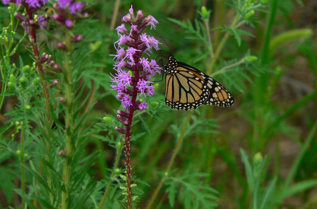 Corridors for Pollinators