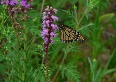 Corridors for Pollinators