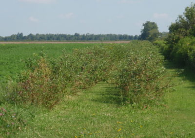 Tree & Shrub Management