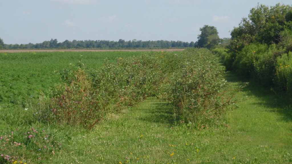 Tree & Shrub Management