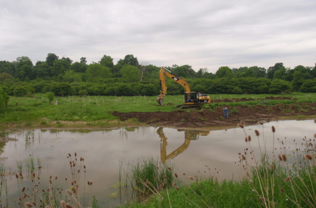 Wetland Creation